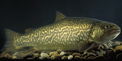 Tigerforelle, Salmo trutta (Weibchen) und Salvelinus fontinalis (Männchen)