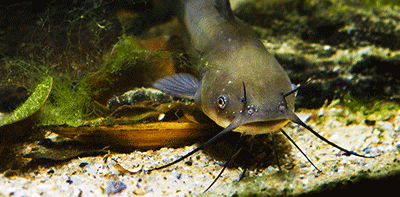 Zwergwels, Ictalurus nebulosus