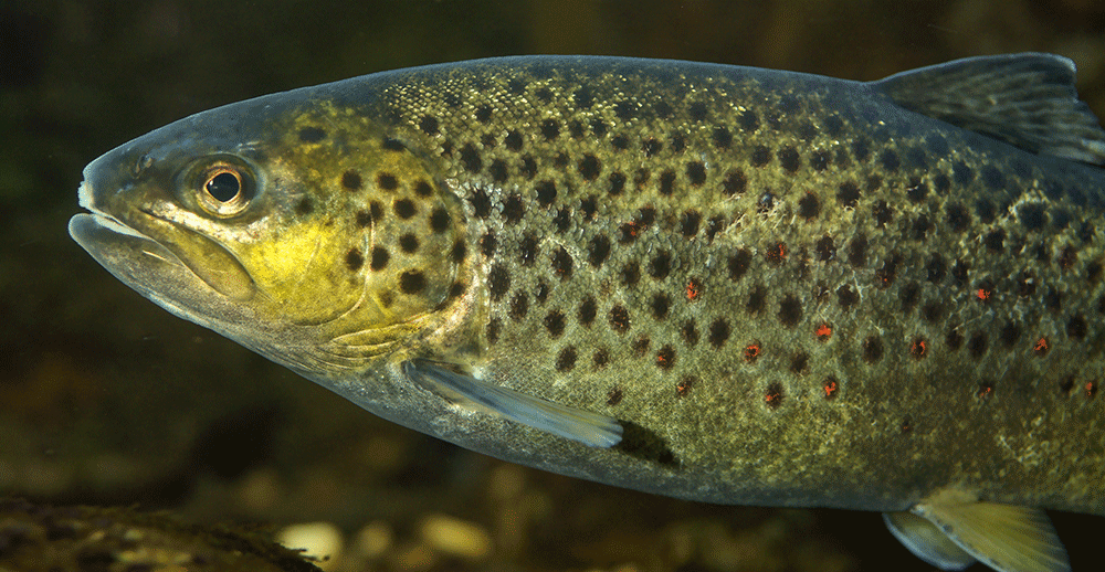 Bachforelle, Salmo trutta forma fario