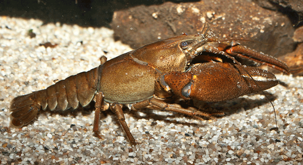 Edelkrebs, Astacus astacus Edelkrebs, Astacus astacus