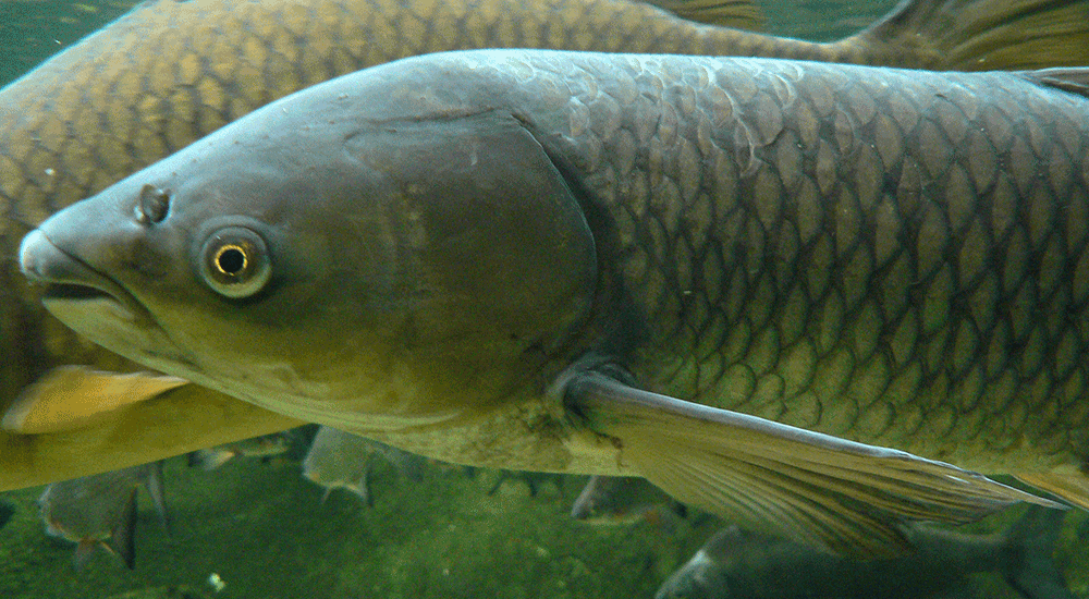 Graskarpfen, Ctenopharyngodon idella Graskarpfen, Ctenopharyngodon idella
