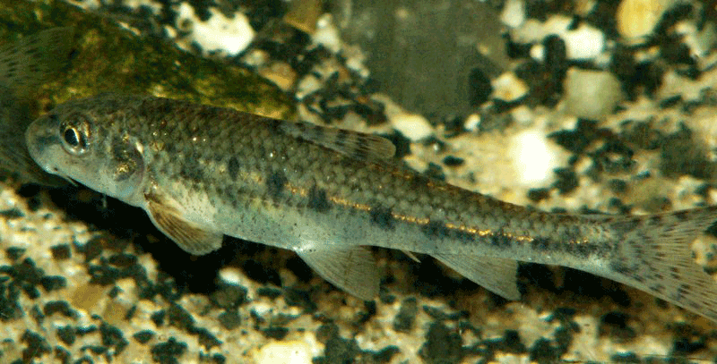 Gründling, Gobio gobio Gründling, Gobio gobio