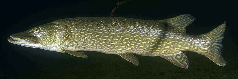 Hecht, Esox lucius