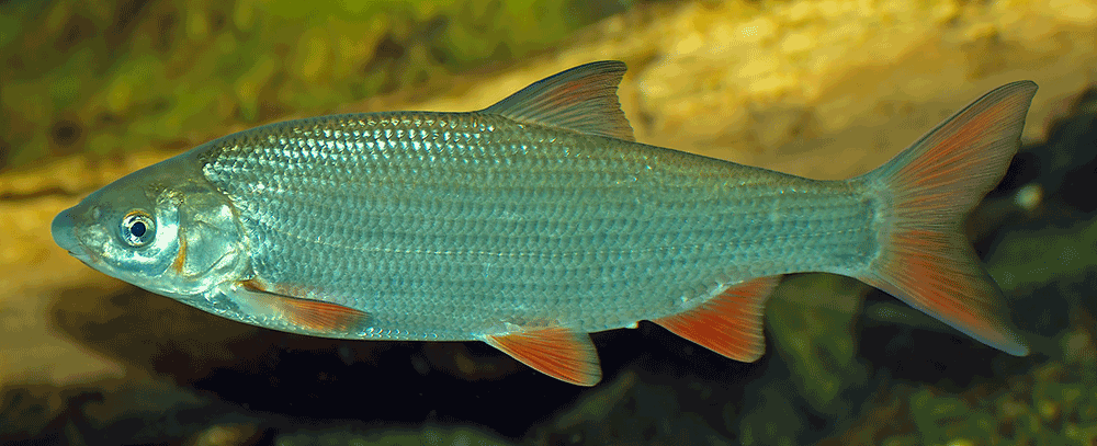 Nase, Chondrostoma nasus Nase, Chondrostoma nasus