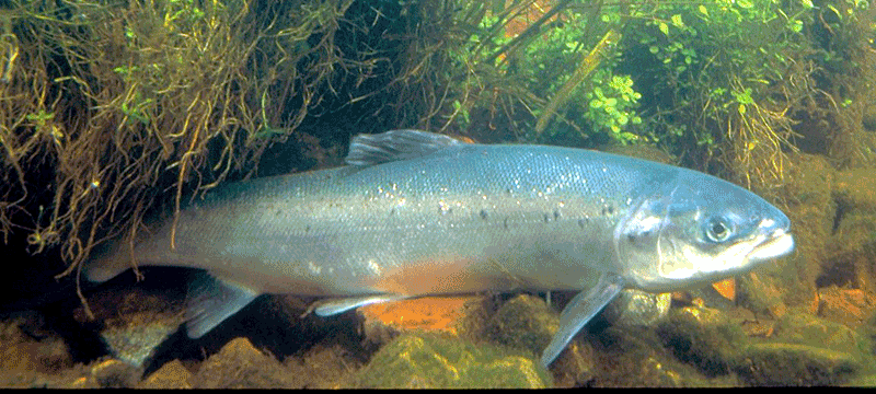 Lachs, Salmo salar Lachs, Salmo salar