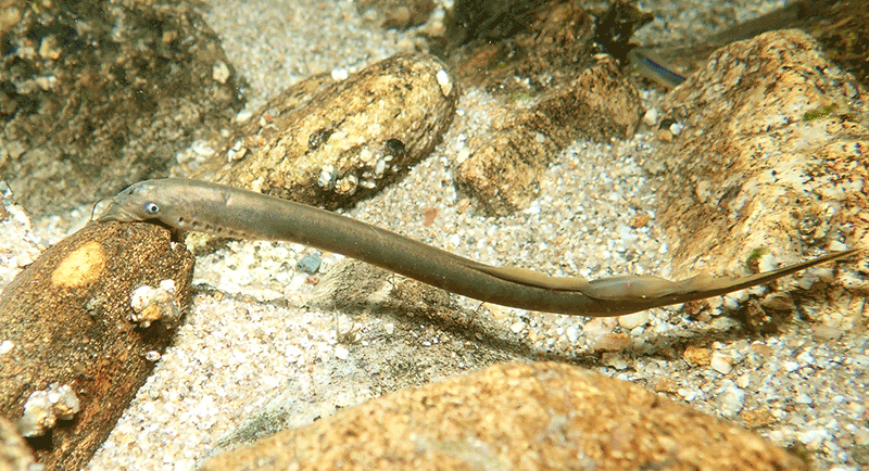 Bachneunauge, lampetra planeri Bachneunauge, lampetra planeri