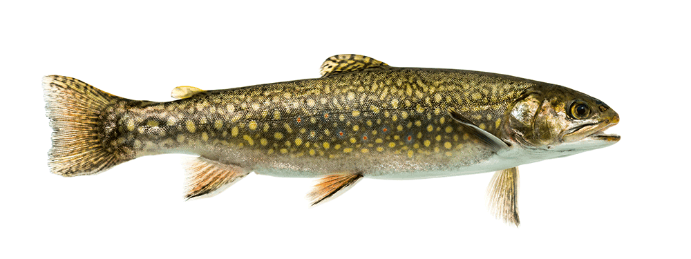 Bachsaibling, Salvelinus fontinalis