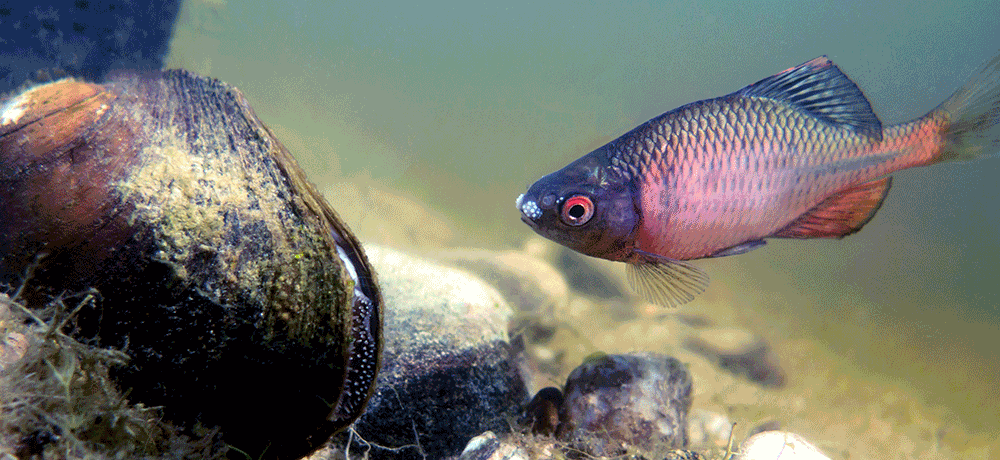 Bitterling, Rhodeus sericeus amarus Bitterling, Rhodeus sericeus amarus