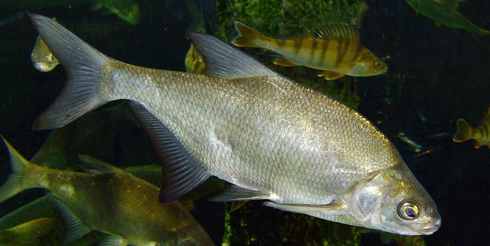 Brachse, Abramis brama Brachse, Abramis brama