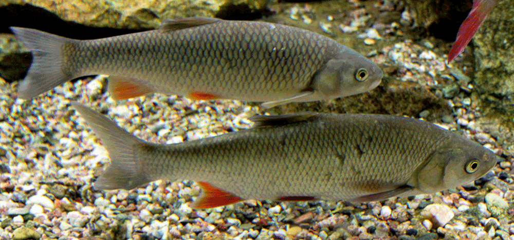 Döbel, Aitel, Squalius cephalus