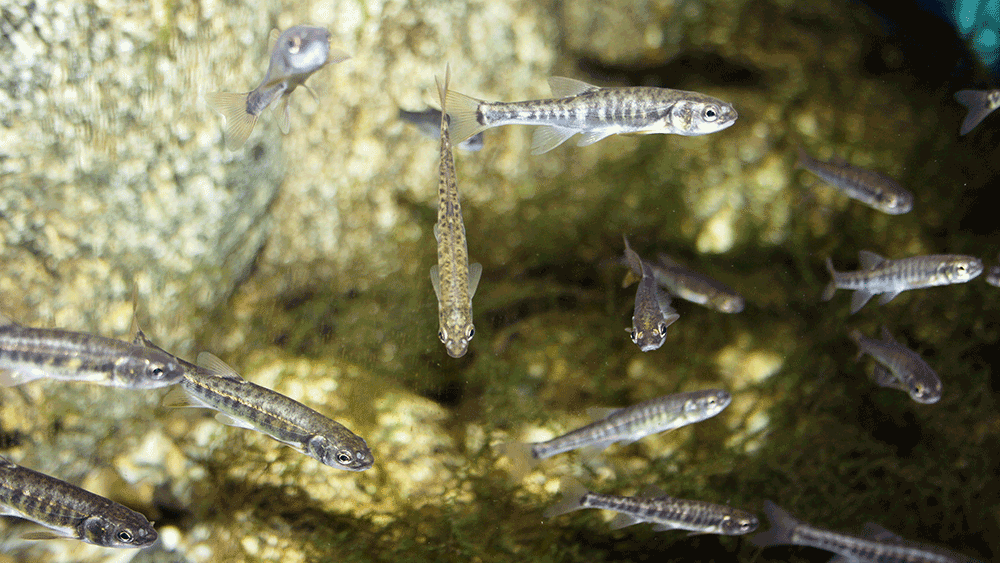 Elritze, Phoxinus phoxinus Elritze, Phoxinus phoxinus