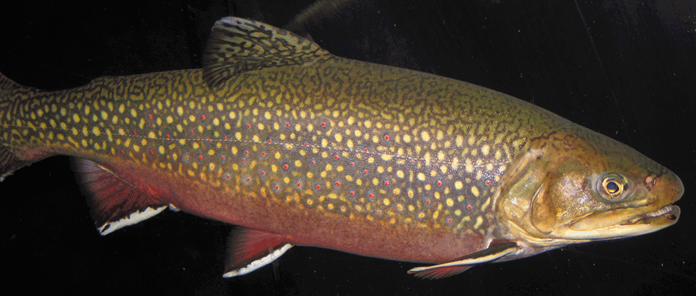 Elsässer Saibling, Salvelinus fontinalis (Weibchen) und Salvelinus alpinus (Männchen)