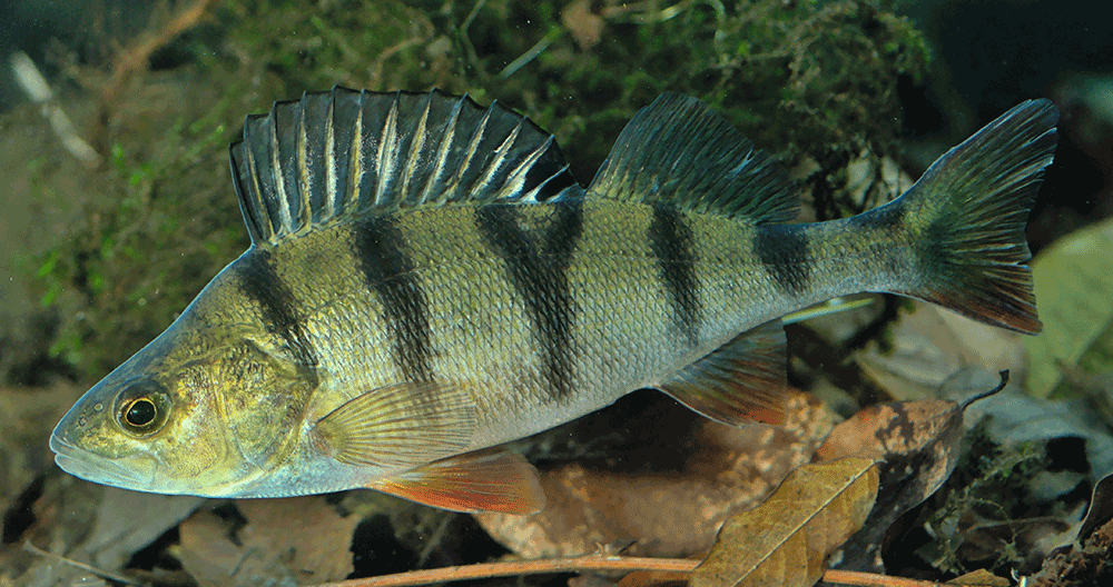 Flussbarsch (Perca fluviatilis) Flussbarsch (Perca fluviatilis)