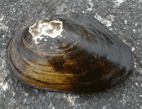 Gemeine Teichmuschel, Anodonta anatina