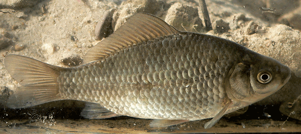 Giebel, Carassius gibelio Giebel, Carassius gibelio