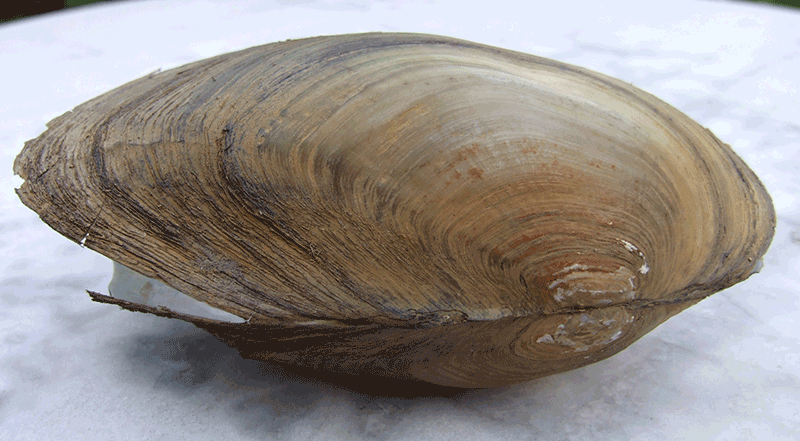 Grosse Teichmuschel, Anodonta cygnea Grosse Teichmuschel, Anodonta cygnea