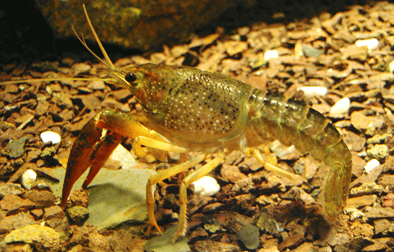 Kamberkrebs, Orconectes limosus Kamberkrebs, Orconectes limosus