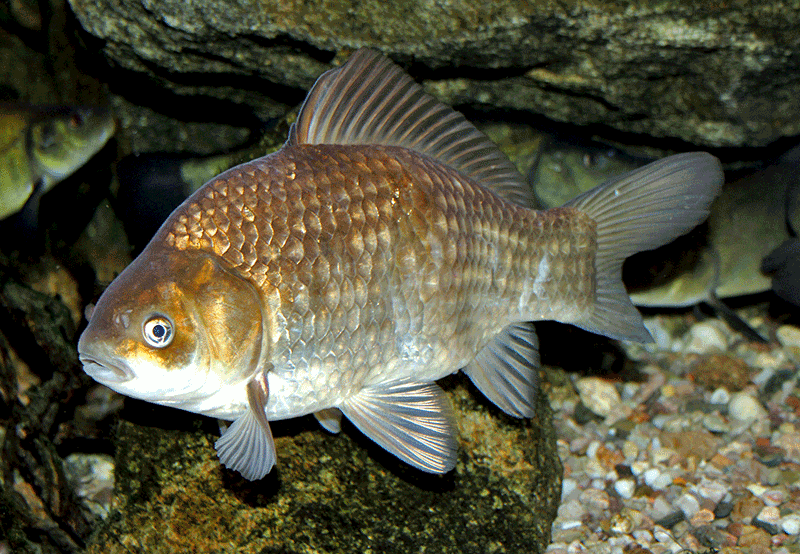 Karausche, Carassius carassius Karausche, Carassius carassius
