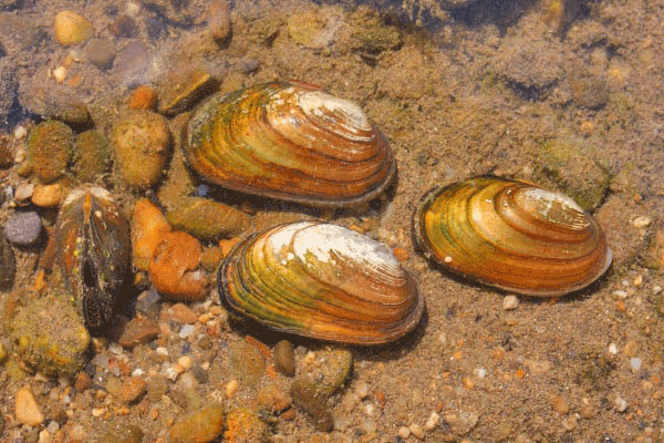 Kleine Flussmuschel, Bachmuschel, Unio crassus