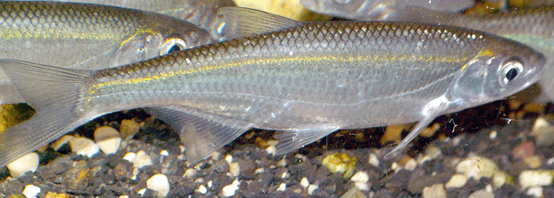 Laube, Ukelei, Alburnus alburnus Laube, Ukelei, Alburnus alburnus