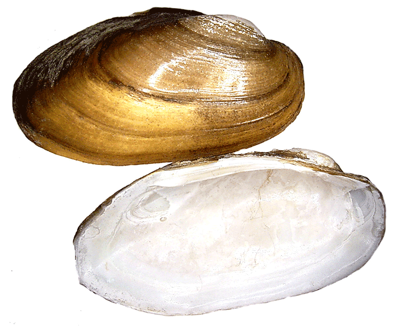 Malermuschel, Unio pictorum Malermuschel, Unio pictorum