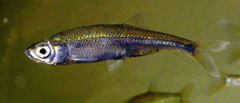 Moderlieschen, Leucaspius delineatus Moderlieschen, Leucaspius delineatus
