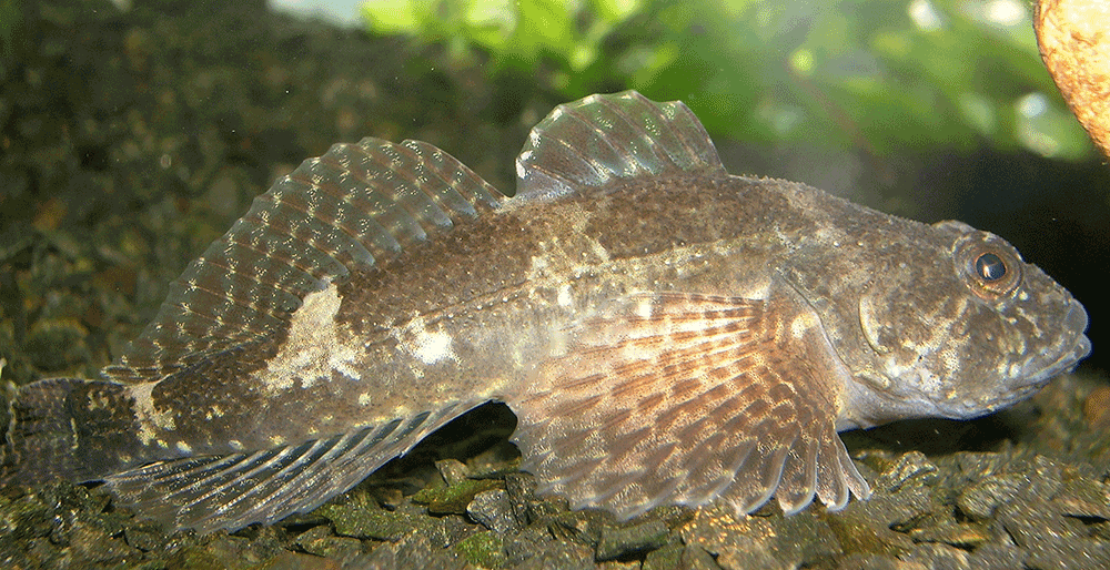 Mühlkoppe, Groppe, Koppe, Cottus gobio Mühlkoppe, Groppe, Koppe, Cottus gobio