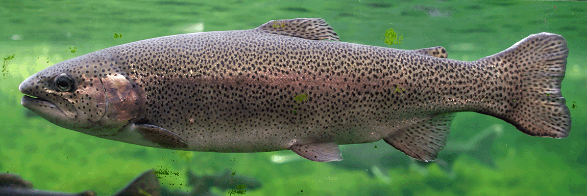 Regenbogenforelle, Oncorhynchus mykiss