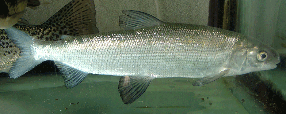 Renke, Felchen, Schnäppel, Maräne, Reinanke, Coregone, Coregonus, Coregonus lavaretus