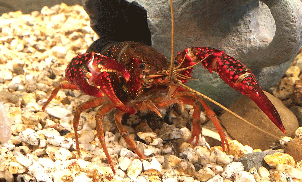 Roter Amerikanischer Sumpfkrebs, Procambarus clarkii Roter Amerikanischer Sumpfkrebs, Procambarus clarkii