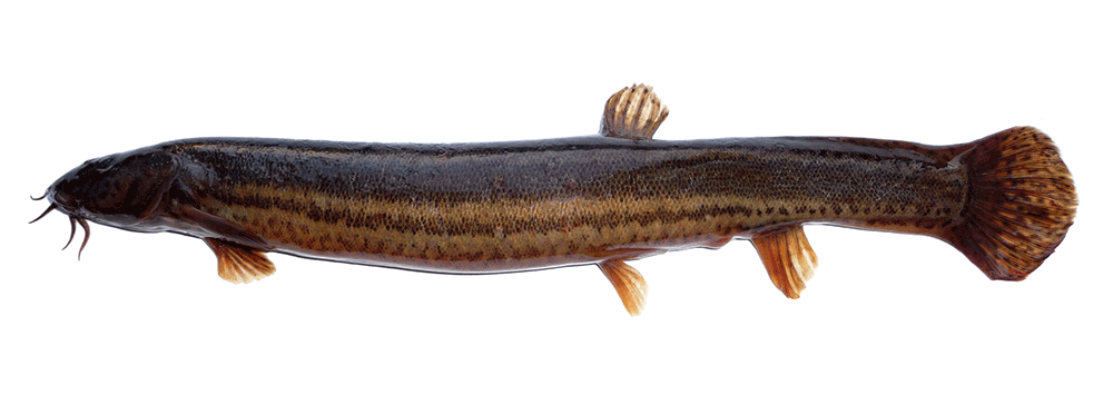Schlammpeitzger, Misgurnus fossilis Schlammpeitzger, Misgurnus fossilis