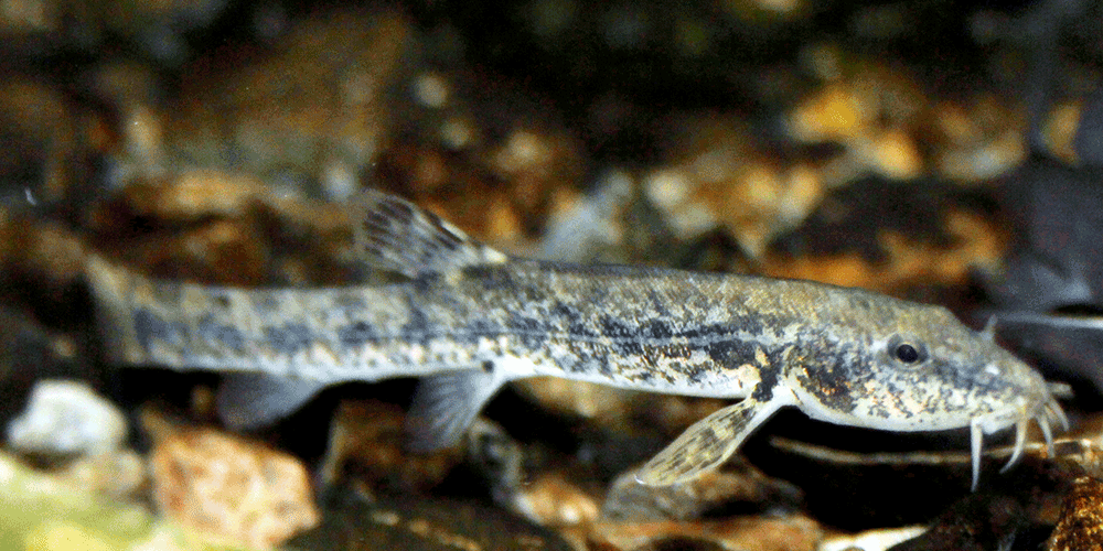 Schmerle, Barbatula barbatula Schmerle, Barbatula barbatula