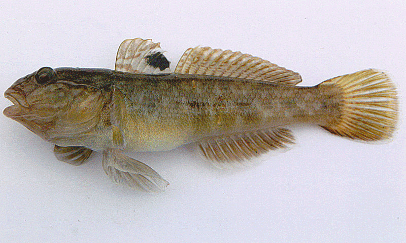 Schwarzmundgrundel, Neogobius melanostomus Schwarzmundgrundel, Neogobius melanostomus