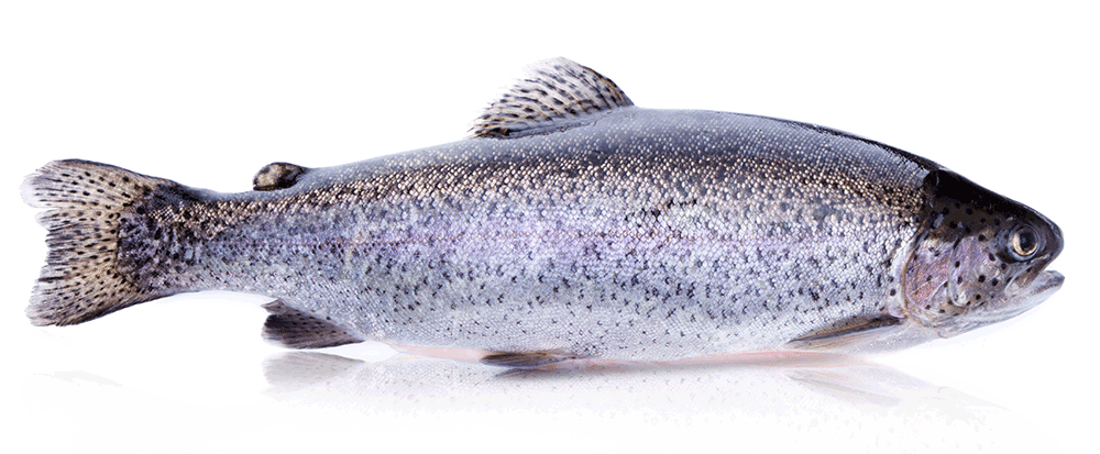 Seeforelle, Salmo trutta forma lacustris Seeforelle, Salmo trutta forma lacustris