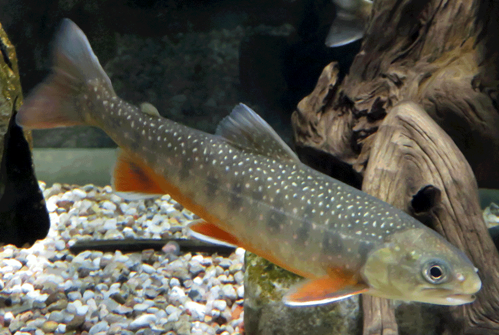 Seesaibling, Salvelinus umbla Seesaibling, Salvelinus umbla