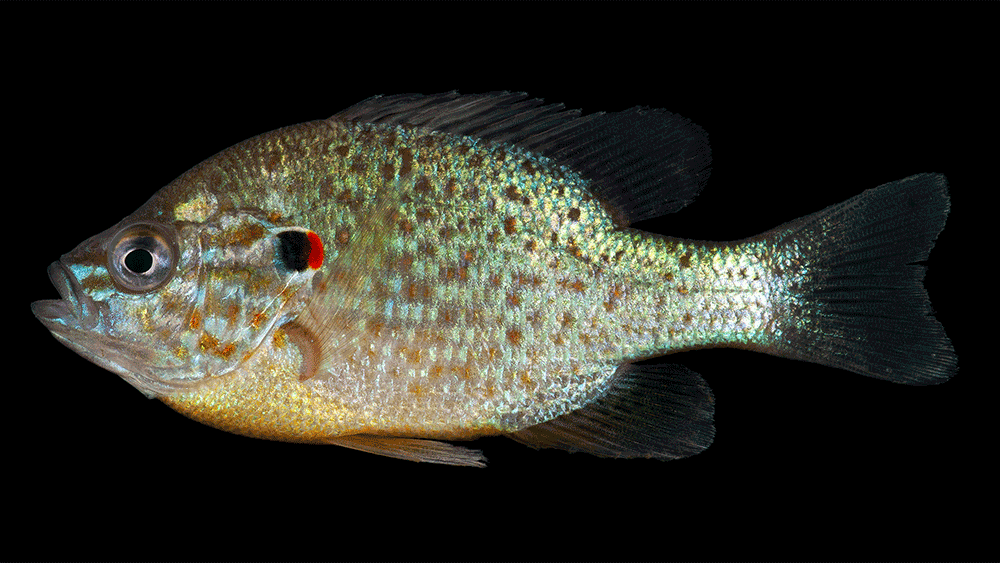 Gemeiner Sonnenbarsch, Lepomis gibbosus Gemeiner Sonnenbarsch, Lepomis gibbosus