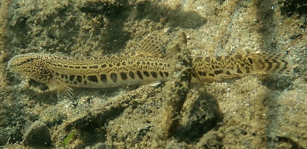 Steinbeißer, Cobitis taenia Steinbeißer, Cobitis taenia