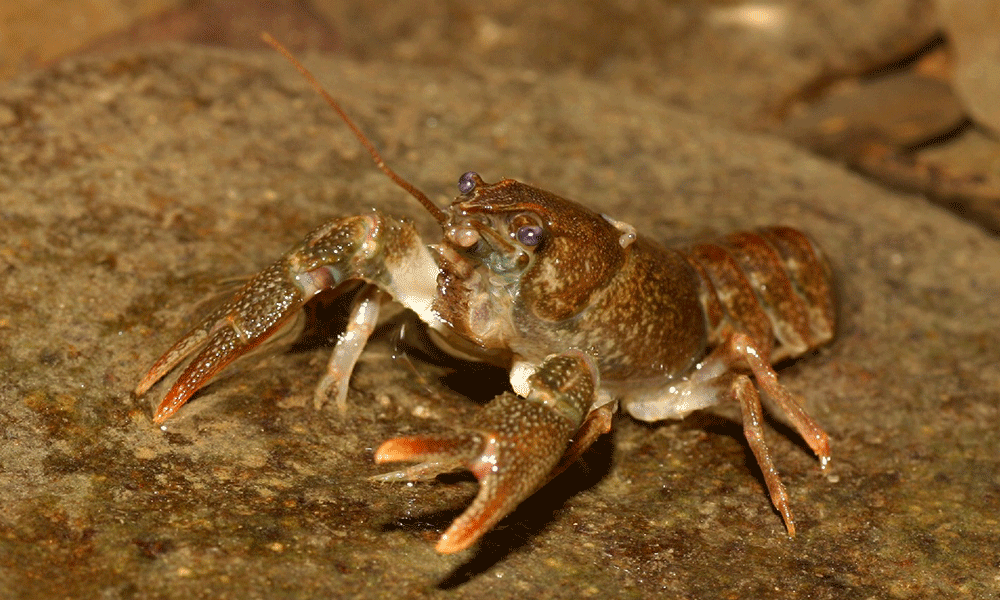 Steinkrebs, Austropotamobius torrentium Steinkrebs, Austropotamobius torrentium