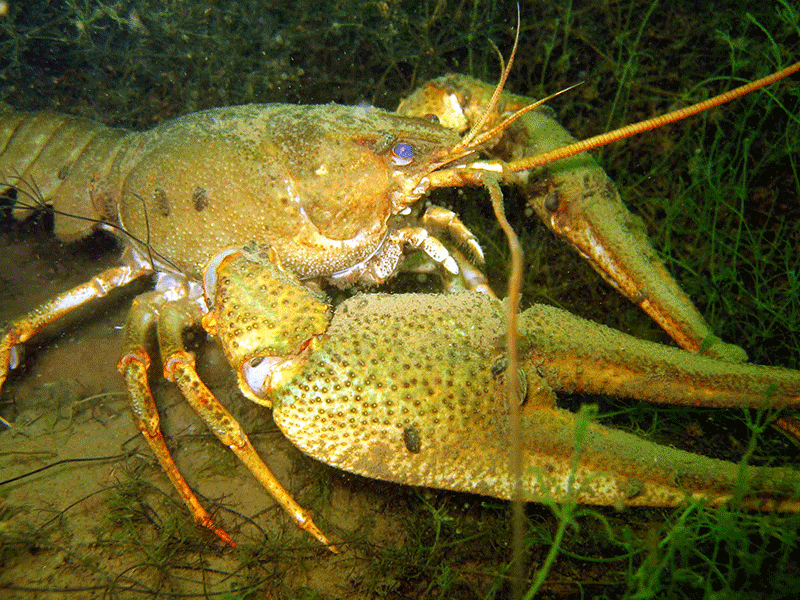 Sumpfkrebs, Astacus leptodactylus Sumpfkrebs, Astacus leptodactylus