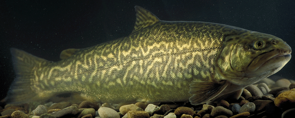 Tigerforelle, Salmo trutta (Weibchen) und Salvelinus fontinalis (Männchen)