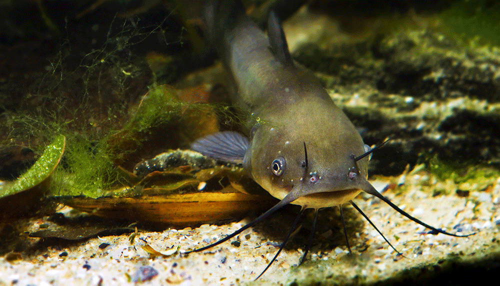Zwergwels, Ictalurus nebulosus Zwergwels, Ictalurus nebulosus