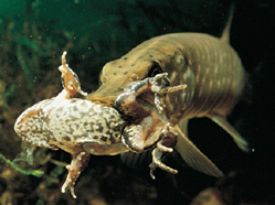 Der Hecht, Esox lucius Der Hecht, Esox lucius