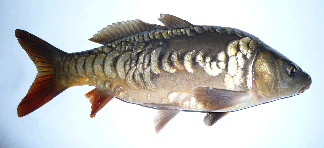 Karpfen (Cyprinus carpio) Karpfen (Cyprinus carpio)